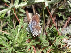 Голубянка Шиффермюллера 001